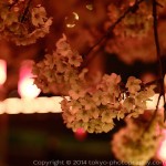 Cherry Blossoms Festival in Tokyo(Sakura Matsuri)