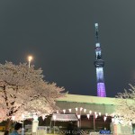 Cherry Blossoms Festival(Sakura Matsuri)#2